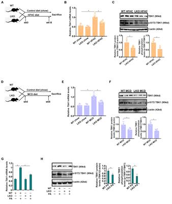 Dual Regulation of Tank Binding Kinase 1 by BRG1 in Hepatocytes Contributes to Reactive Oxygen Species Production